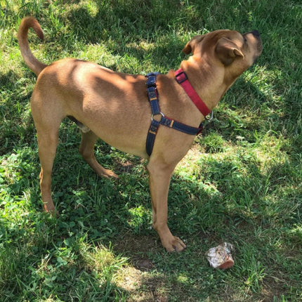 Adjustable Dog Pet Collar Strap With Leash Set - Red